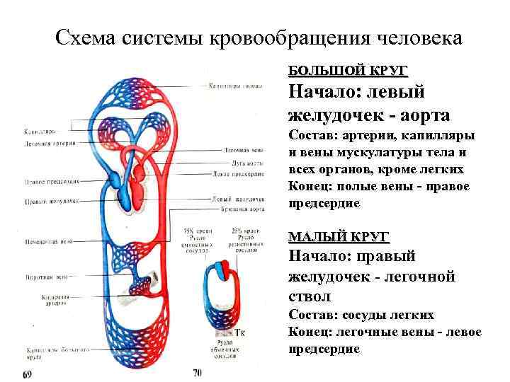Схема системы кровообращения человека БОЛЬШОЙ КРУГ Начало: левый желудочек - аорта Состав: артерии, капилляры
