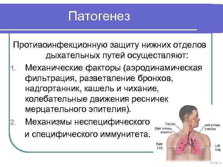 Патогенез Противоинфекционную защиту нижних отделов дыхательных путей осуществляют: 1. Механические факторы (аэродинамическая фильтрация, разветвление