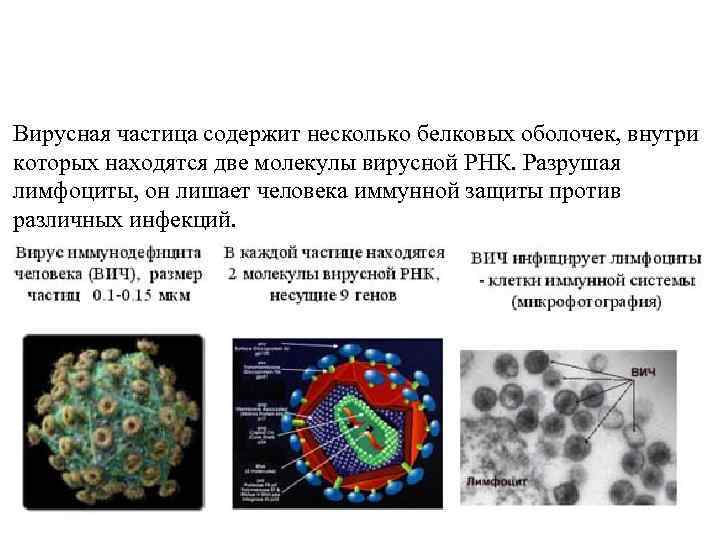 Вирусная частица. Различные представители вирусных частиц. Как называется вирусная частица. Вирусные частицы называются.