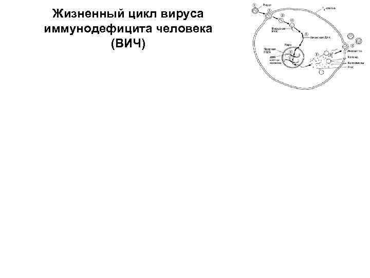 Жизненный цикл вируса иммунодефицита человека (ВИЧ) 