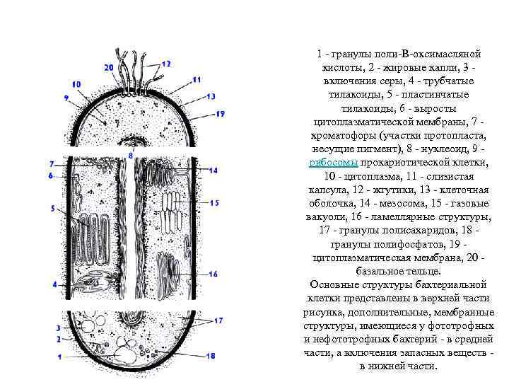 1 - гранулы поли-В-оксимасляной кислоты, 2 - жировые капли, 3 включения серы, 4 -