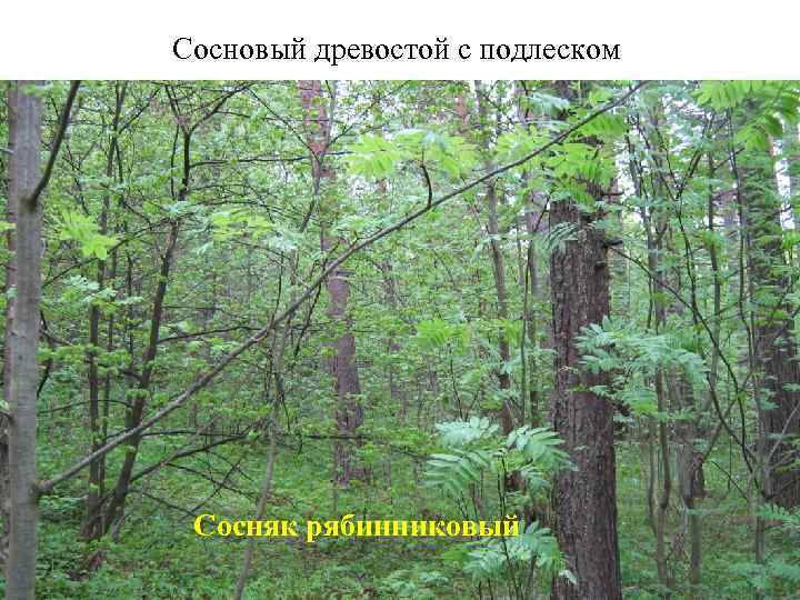 Сосновый древостой с подлеском Сосняк рябинниковый 