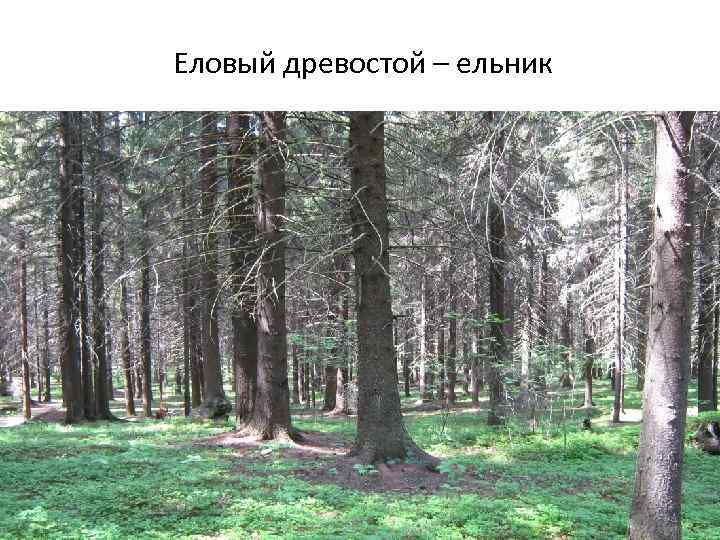 Еловый древостой – ельник 