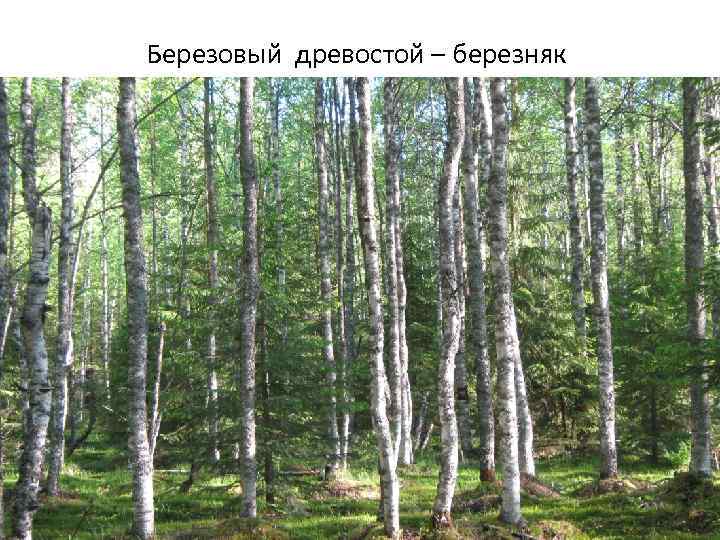 Березовый древостой – березняк 