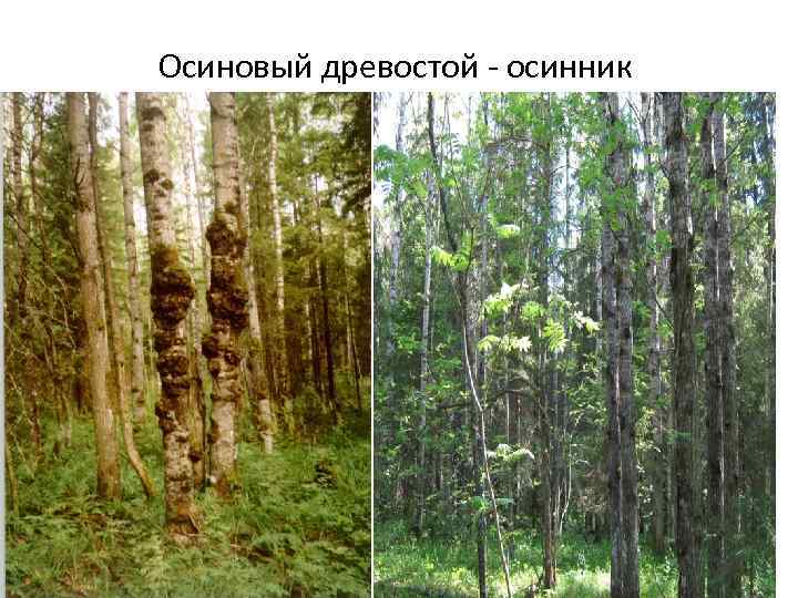 Осиновый древостой - осинник 