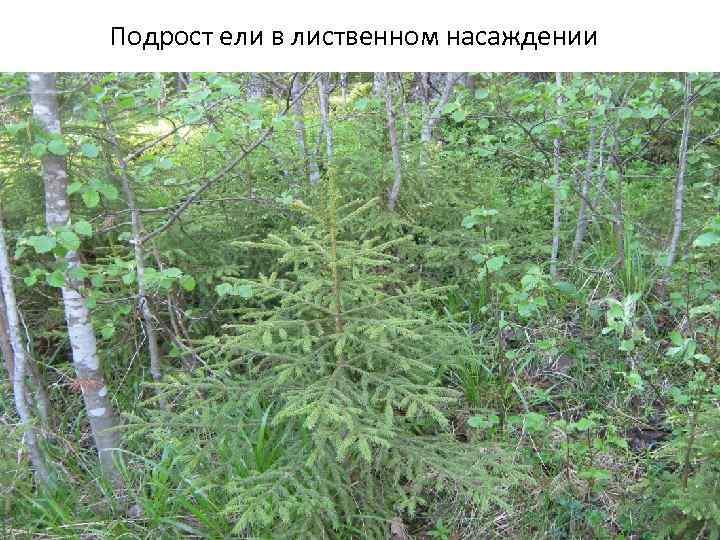 Подрост ели в лиственном насаждении 