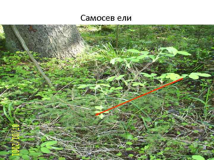 Самосев ели 