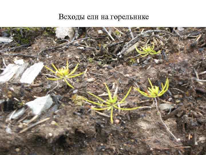 Всходы ели на горельнике 