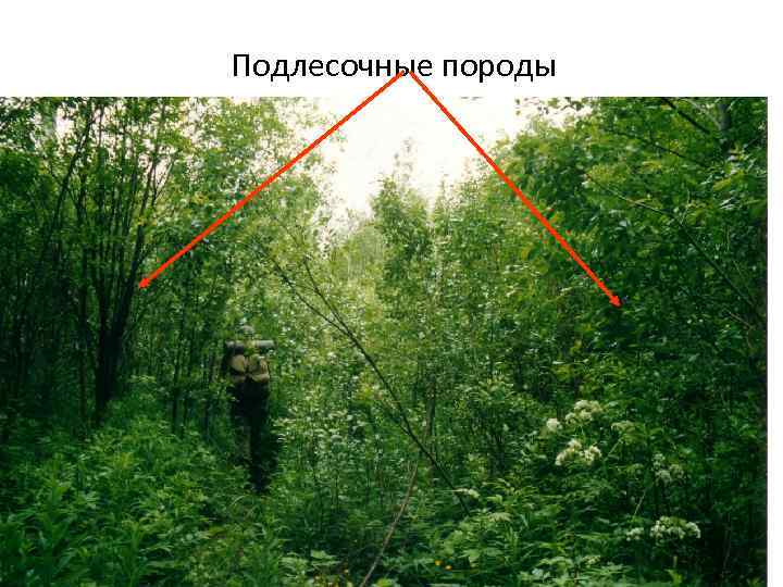Подлесочные породы 