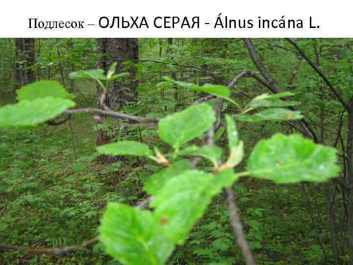 Подлесок – ОЛЬХА СЕРАЯ - Álnus incána L. 