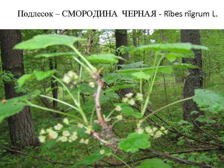 Подлесок – СМОРОДИНА ЧЕРНАЯ - Rí bes ní grum L. 