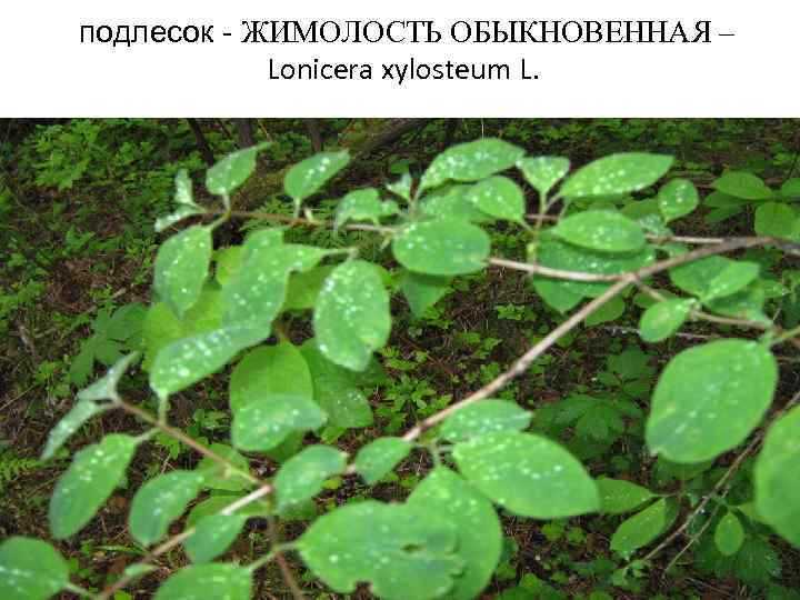 подлесок - ЖИМОЛОСТЬ ОБЫКНОВЕННАЯ – Lonicera xylosteum L. 