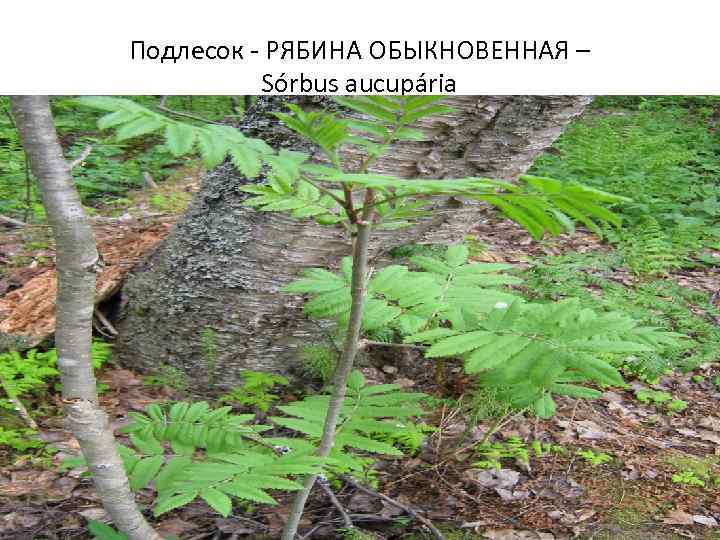 Подлесок - РЯБИНА ОБЫКНОВЕННАЯ – Sórbus aucupária 