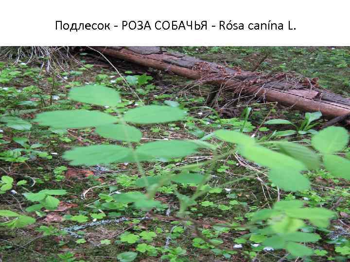 Подлесок - РОЗА СОБАЧЬЯ - Rósa canína L. 