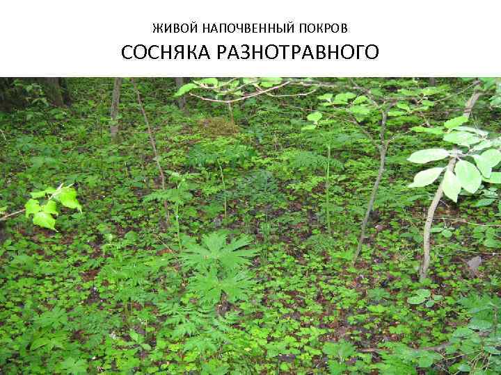 ЖИВОЙ НАПОЧВЕННЫЙ ПОКРОВ СОСНЯКА РАЗНОТРАВНОГО 