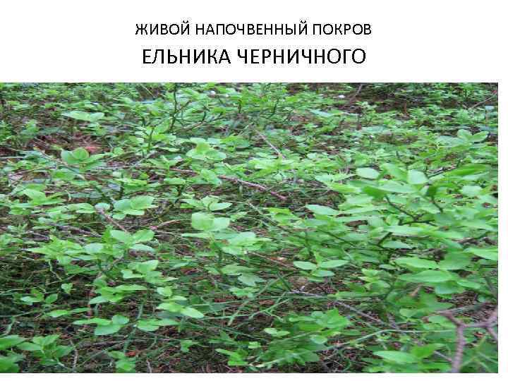 ЖИВОЙ НАПОЧВЕННЫЙ ПОКРОВ ЕЛЬНИКА ЧЕРНИЧНОГО 