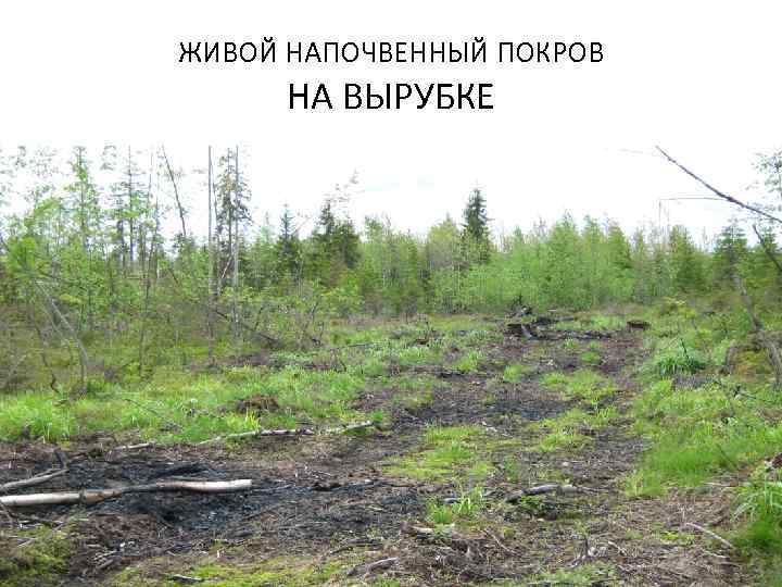 ЖИВОЙ НАПОЧВЕННЫЙ ПОКРОВ НА ВЫРУБКЕ 