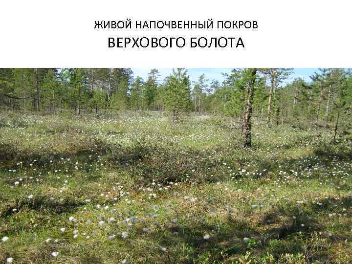 ЖИВОЙ НАПОЧВЕННЫЙ ПОКРОВ ВЕРХОВОГО БОЛОТА 