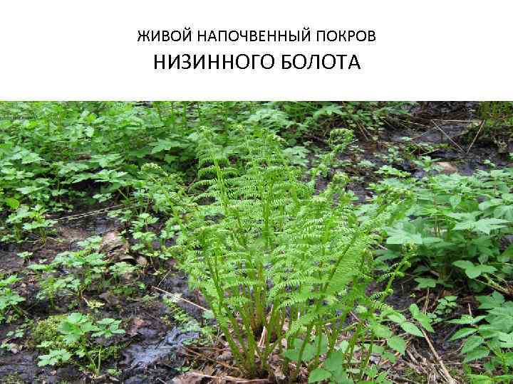 ЖИВОЙ НАПОЧВЕННЫЙ ПОКРОВ НИЗИННОГО БОЛОТА 