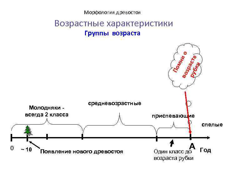 Морфология древостоя Возрастные характеристики По мн ио во зр ру асте бк и Группы