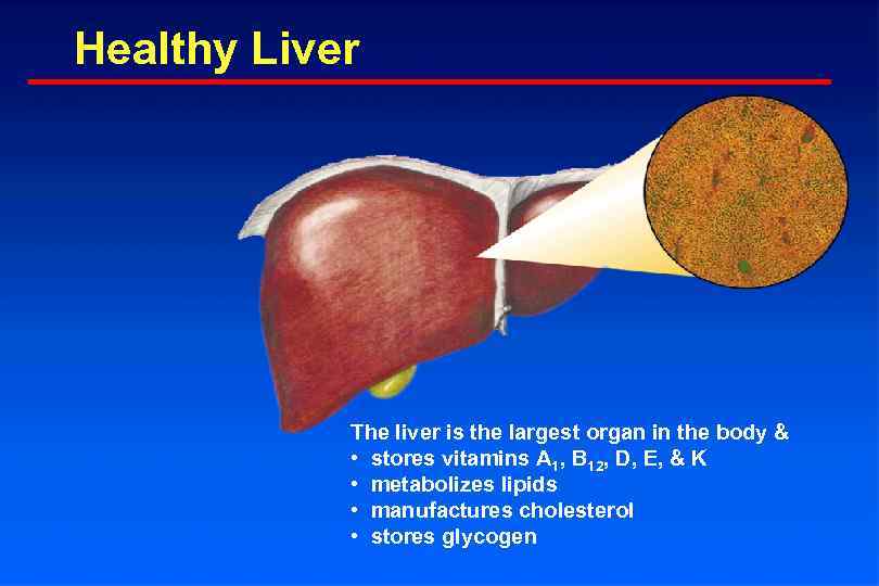 Healthy Liver The liver is the largest organ in the body & • stores