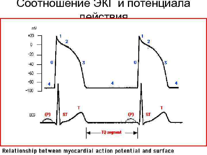 Соотношение ЭКГ и потенциала действия 