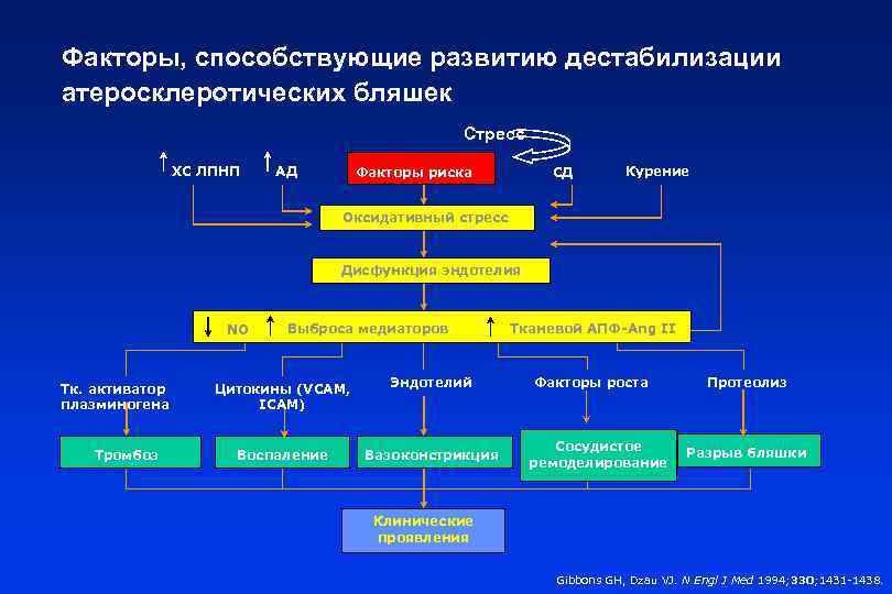Факторы, способствующие развитию дестабилизации атеросклеротических бляшек Стресс ХС ЛПНП АД Факторы риска СД Курение
