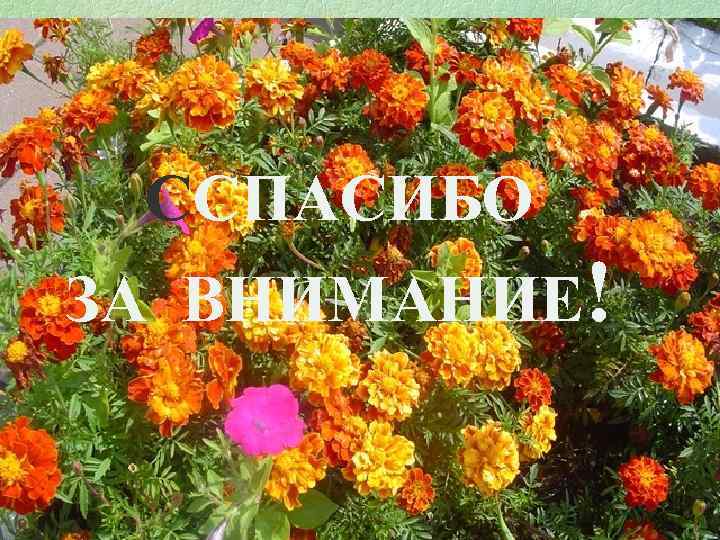 ССПАСИБО ЗА ВНИМАНИЕ! 