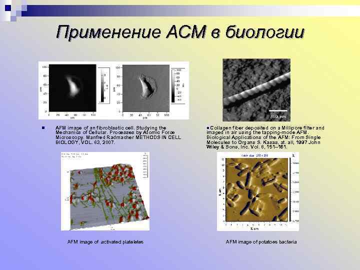 Применение АСМ в биологии n AFM image of an fibroblastic cell. Studying the Mechanics