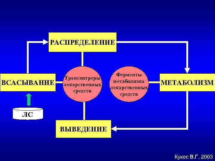 РАСПРЕДЕЛЕНИЕ ВСАСЫВАНИЕ Транспотреры лекарственных средств Ферменты метаболизма лекарственных средств МЕТАБОЛИЗМ ЛС ВЫВЕДЕНИЕ Кукес В.