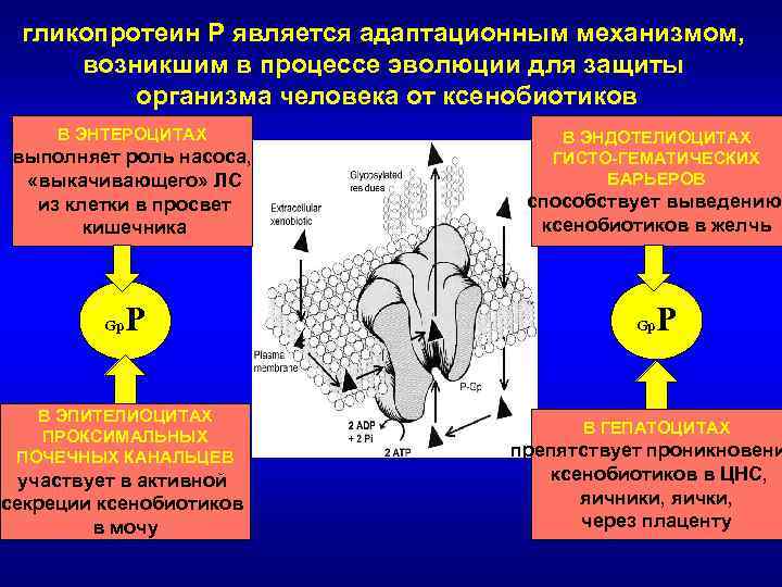гликопротеин Р является адаптационным механизмом, возникшим в процессе эволюции для защиты организма человека от