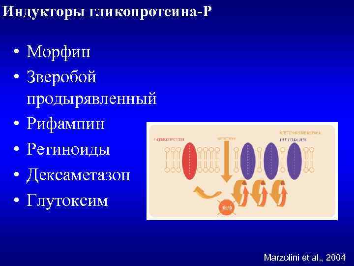 Индукторы гликопротеина-Р • Морфин • Зверобой продырявленный • Рифампин • Ретиноиды • Дексаметазон •