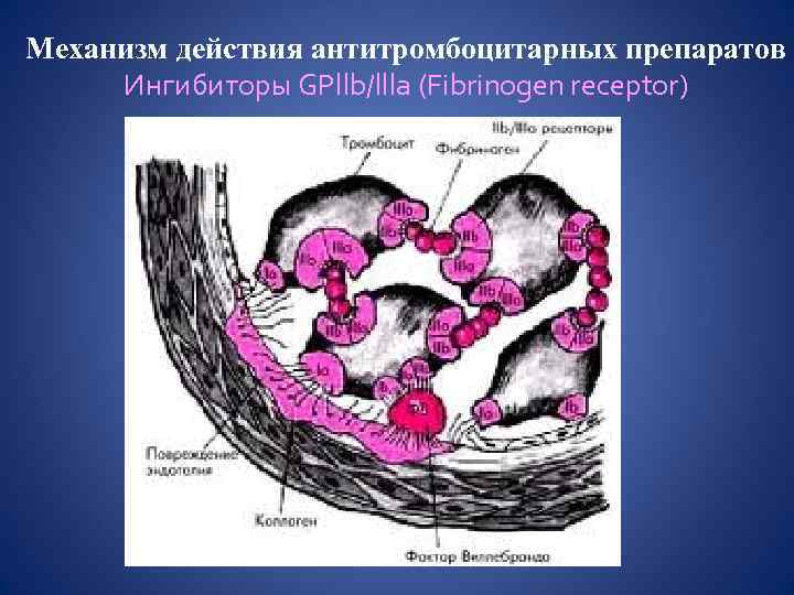 Механизм действия антитромбоцитарных препаратов Ингибиторы GPllb/llla (Fibrinogen receptor) 