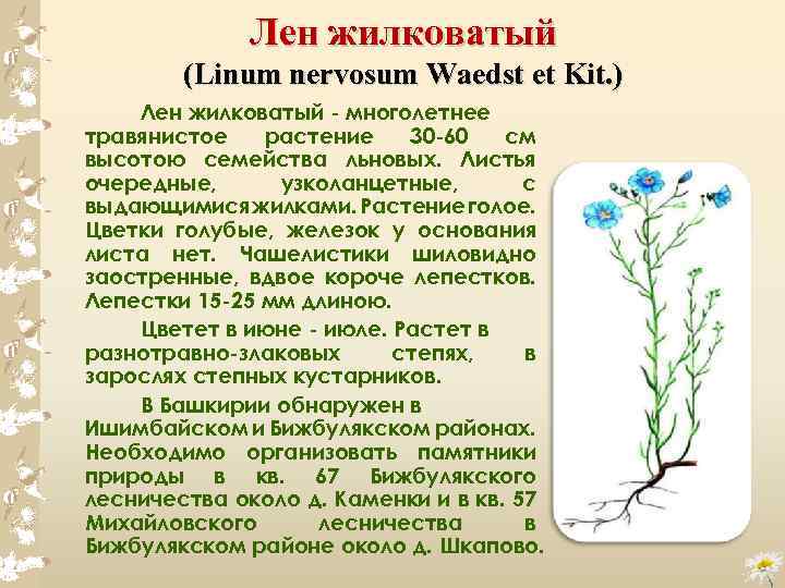 Лен жилковатый (Linum nervosum Waedst et Kit. ) Лен жилковатый многолетнее травянистое растение 30