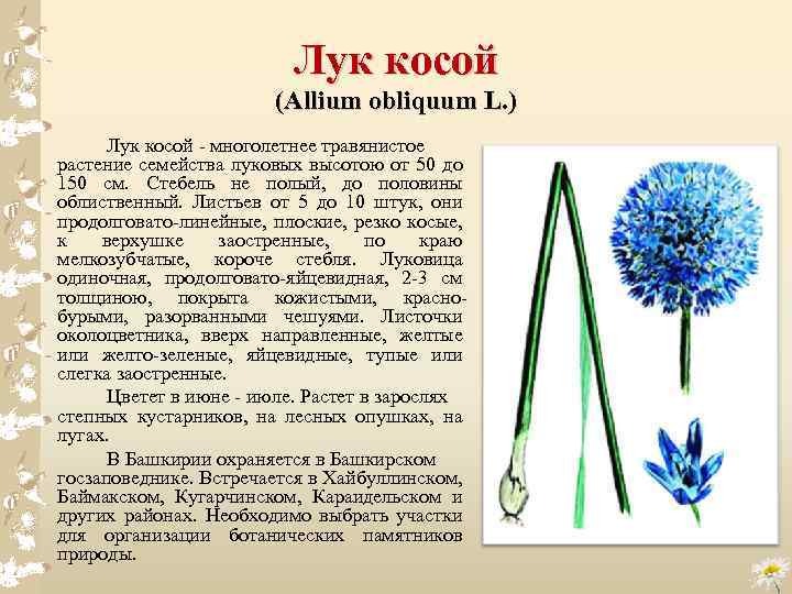 Лук косой (Allium obliquum L. ) Лук косой многолетнее травянистое растение семейства луковых высотою