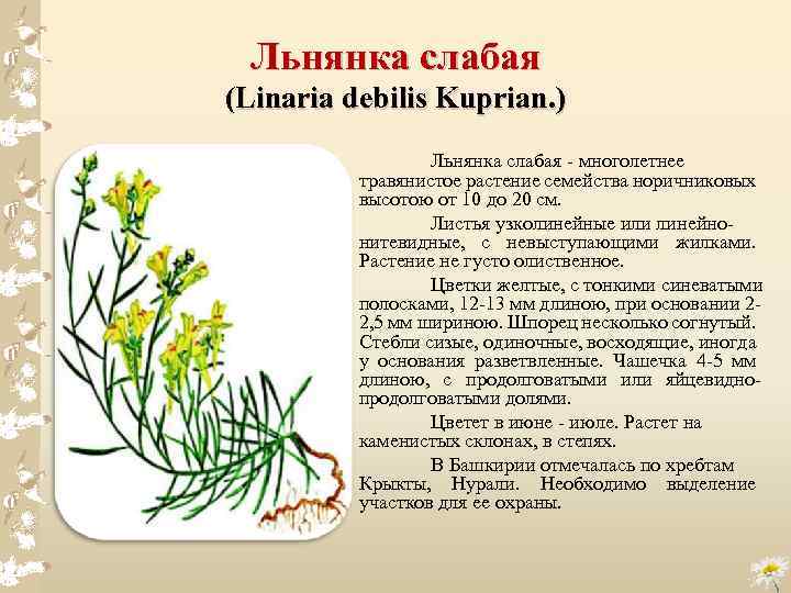 Льнянка слабая (Linaria debilis Kuprian. ) Льнянка слабая многолетнее травянистое растение семейства норичниковых высотою