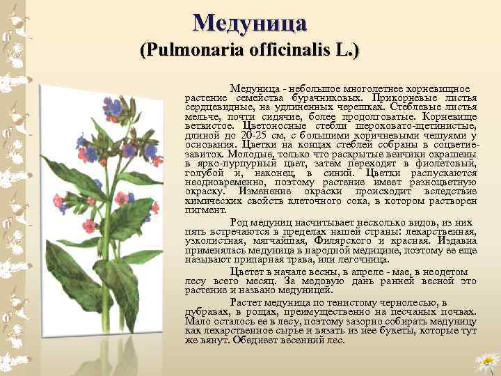 Медуница (Pulmonaria officinalis L. ) Медуница небольшое многолетнее корневищное растение семейства бурачниковых. Прикорневые листья