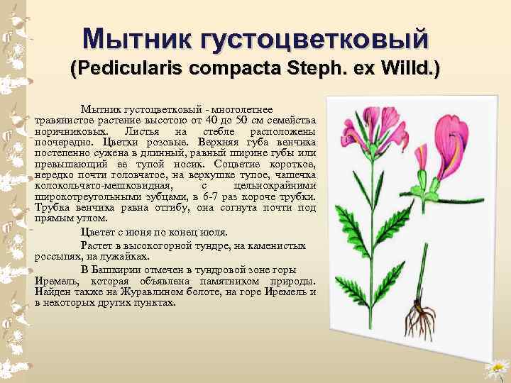 Мытник густоцветковый (Pedicularis compacta Steph. ех Willd. ) Мытник густоцветковый многолетнее травянистое растение высотою