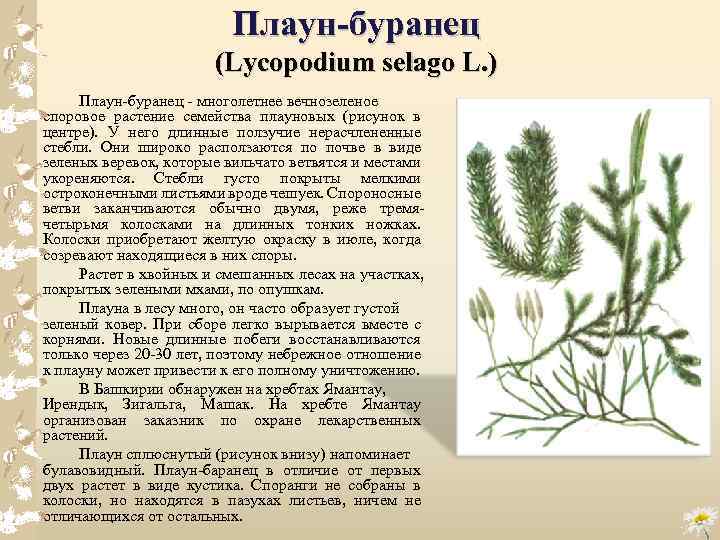 Плаун-буранец (Lycopodium selago L. ) Плаун буранец многолетнее вечнозеленое споровое растение семейства плауновых (рисунок