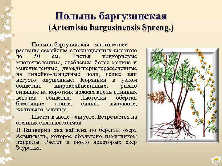 Полынь баргузинская (Artemisia bargusinensis Spreng. ) Полынь баргузинская многолетнее растение семейства сложноцветных высотою до