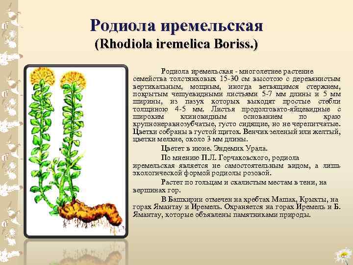 Родиола иремельская (Rhodiola iremelica Boriss. ) Родиола иремельская многолетнее растение семейства толстянковых 15 30