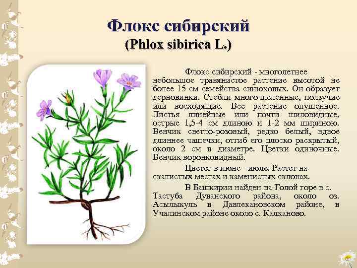 Флокс сибирский (Phlox sibirica L. ) Флокс сибирский многолетнее небольшое травянистое растение высотой не