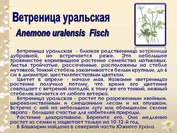 Ветреница уральская близкая родственница ветреницы дубравной, но встречается реже. Это небольшое травянистое корневищное растение