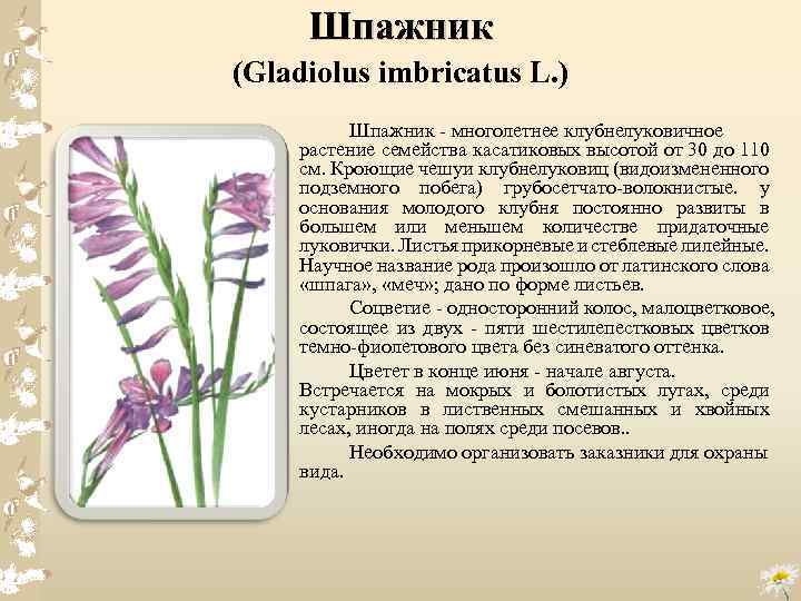 Шпажник (Gladiolus imbricatus L. ) Шпажник многолетнее клубнелуковичное растение семейства касатиковых высотой от 30