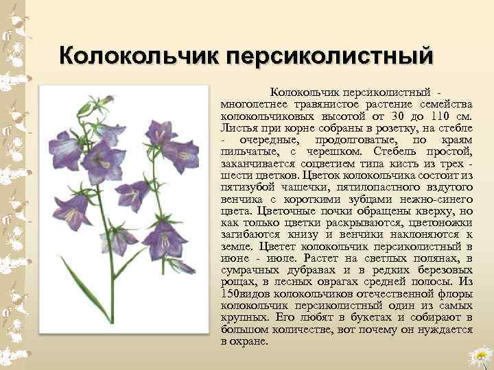 Колокольчик персиколистный многолетнее травянистое растение семейства колокольчиковых высотой от 30 до 110 см. Листья