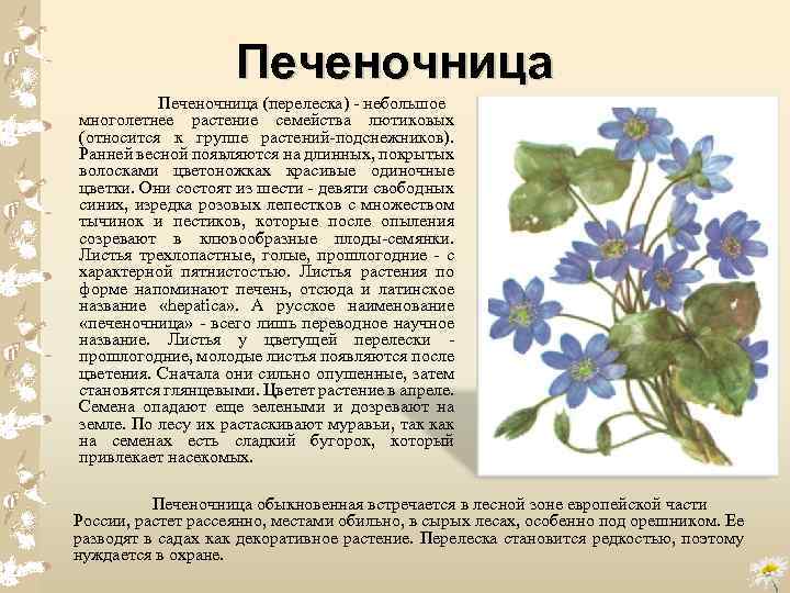 Печеночница (перелеска) небольшое многолетнее растение семейства лютиковых (относится к группе растений подснежников). Ранней весной