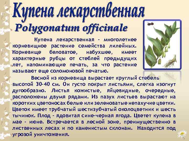 Купена лекарственная - многолетнее корневищное растение семейства лилейных. Корневище беловатое, набухшее, имеет характерные рубцы