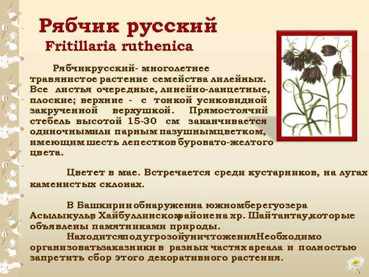 Рябчик русский Fritillaria ruthenica Рябчикрусский многолетнее травянистое растение семейства лилейных. Все листья очередные, линейно