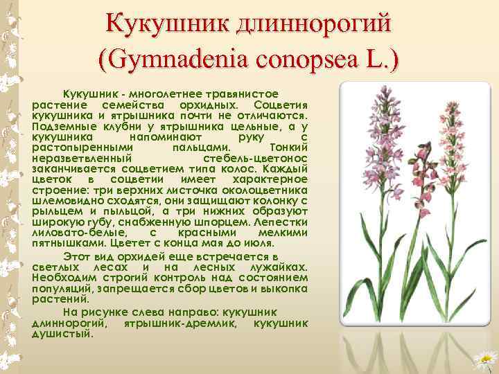Кукушник длиннорогий (Gymnadenia conopsea L. ) Кукушник многолетнее травянистое растение семейства орхидных. Соцветия кукушника
