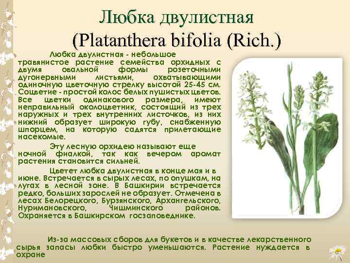 Любка двулистная (Platanthera bifolia (Rich. ) Любка двулистная небольшое травянистое растение семейства орхидных с